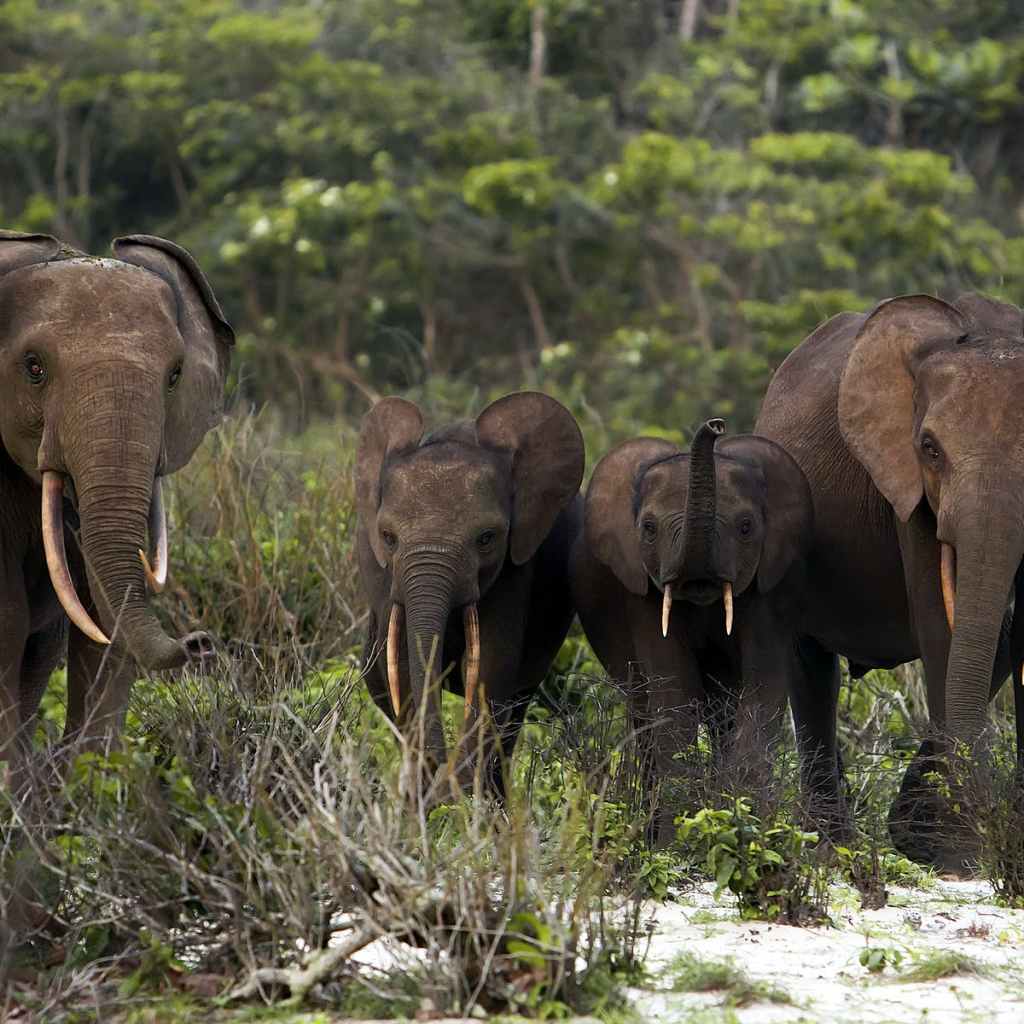 Conflit Homme-faune. On en sait un peu plus sur l’identité du sexagénaire tué par les éléphants au village&nbsp;Leyassa