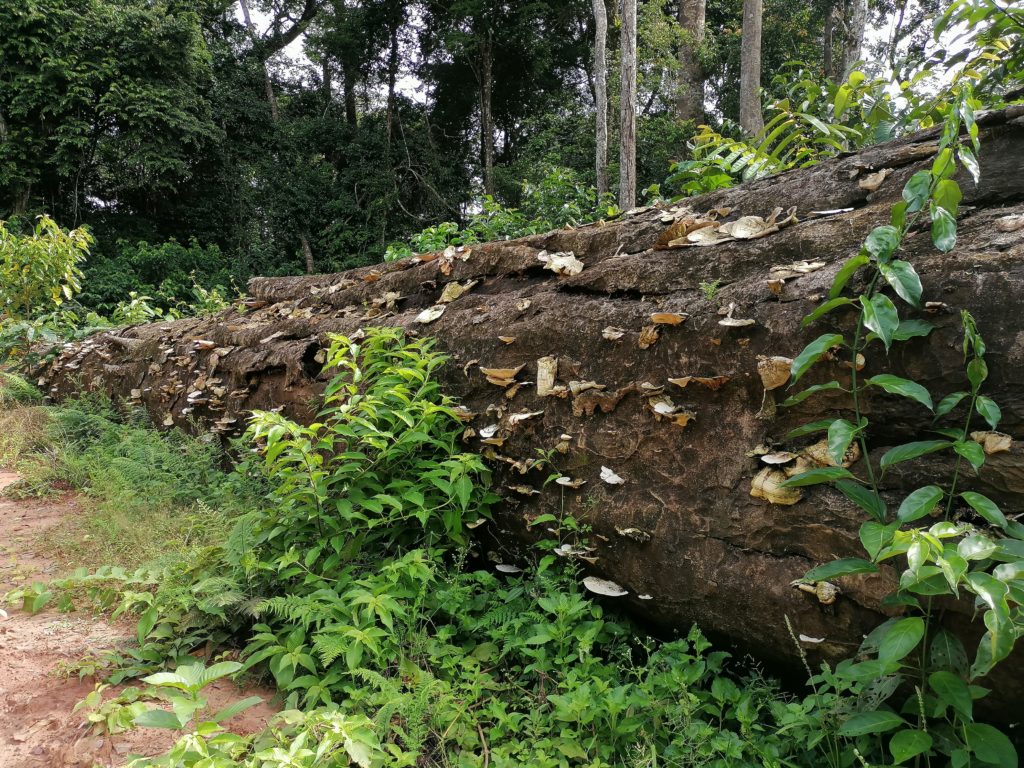 Découverte macabre au PK68 : accident ou meurtre maquillé&nbsp;?